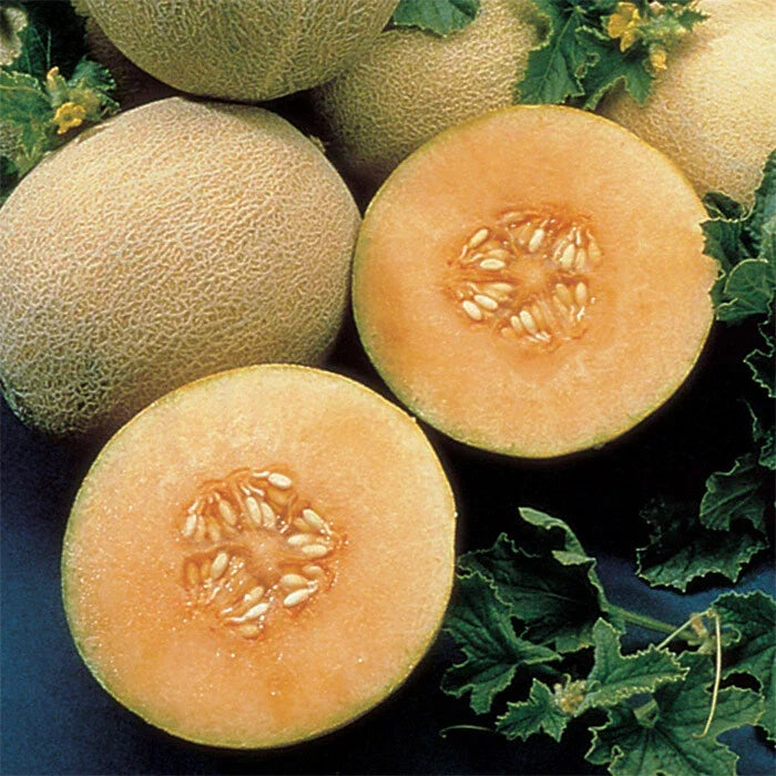Cantaloupe Seeds 20 Count Ambrosia Variety Non-GMO Heirloom Cucumis melo for Home Gardens and Small-Scale Farming