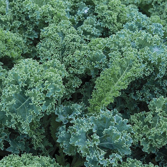 Blue Curled Scotch Kale Seeds - 300+ Non-GMO Seeds - Brassica oleracea var. sabellica