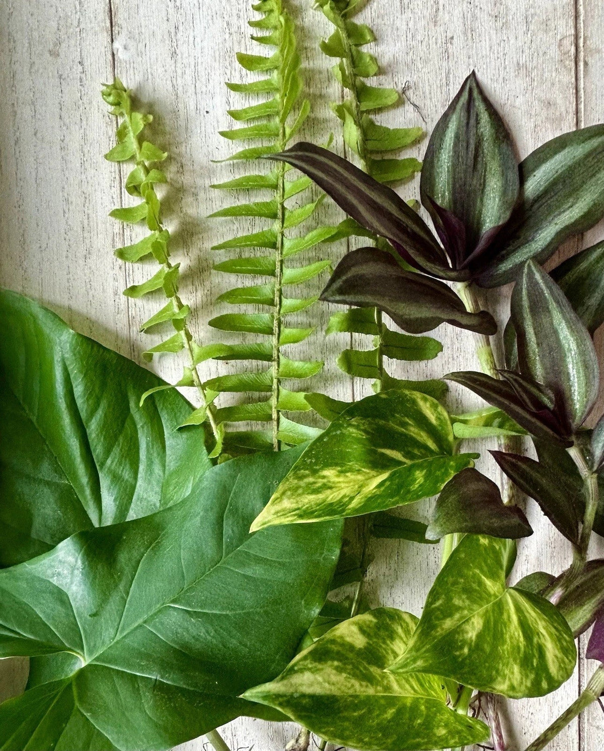 12 Rooted Plant Cuttings - Pothos, Wandering Jew, Arrowhead, Ferns - Easy Care Indoor Houseplants - Epipremnum aureum, Tradescantia zebrina, Syngonium podophyllum, Nephrolepis exaltata