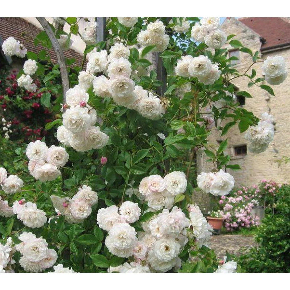 Sombrueil Climbing Rose Cuttings - 4 Fragrant Rosa 'Sombrueil' Cuttings with Huge Blooms for Garden Trellises
