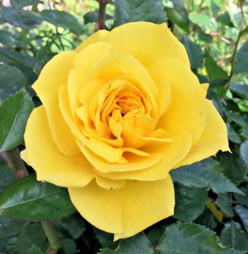 Yellow St. Patrick Rose Cuttings - 3 Stem Cuttings for Rooting/Grafting - Rosa 'St. Patrick' - Vibrant Yellow Blooms