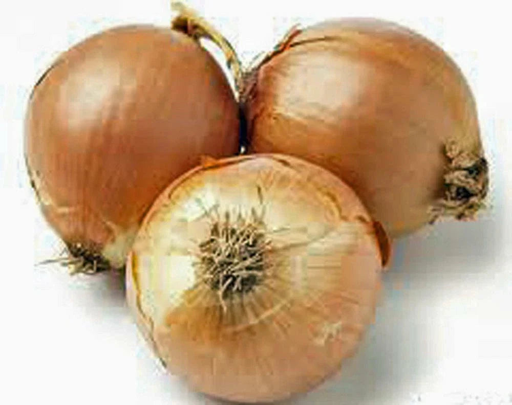 Onion Seeds 100 Count, Spanish Yellow Heirloom, Non-GMO, Allium cepa - Flavorful Vegetable Seeds for Home Gardening