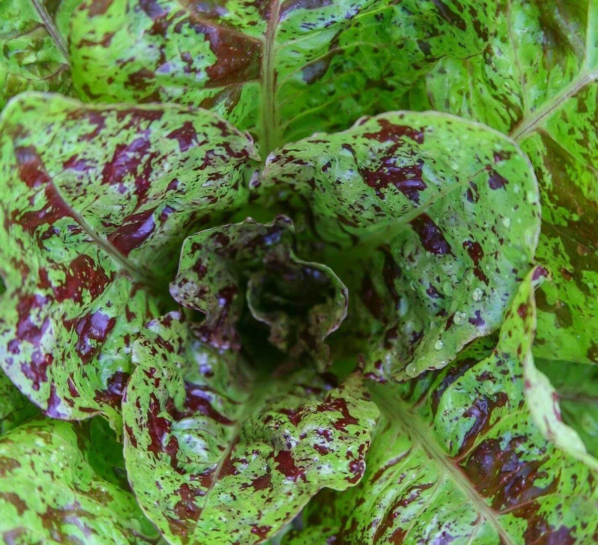 Freckles Romaine Lettuce Seeds - 1000+ Non-GMO Lactuca sativa - Unique Speckled Leaves for Home Garden Greens