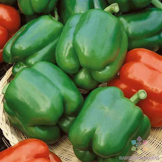 Yolo Wonder Sweet Pepper Seeds - 25+ Non-GMO Seeds - Capsicum annuum - Ideal for Home Gardens & Containers