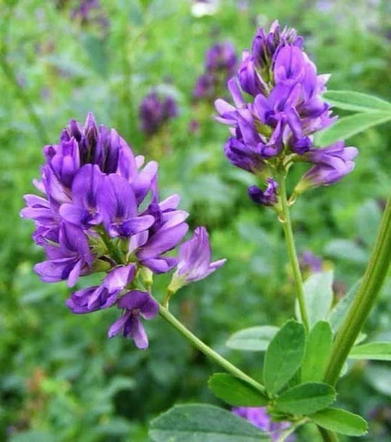 Alfalfa Seeds 1600 Count Non-GMO Cover Crop Medicago sativa L. Organic Gardening Sustainable Farming
