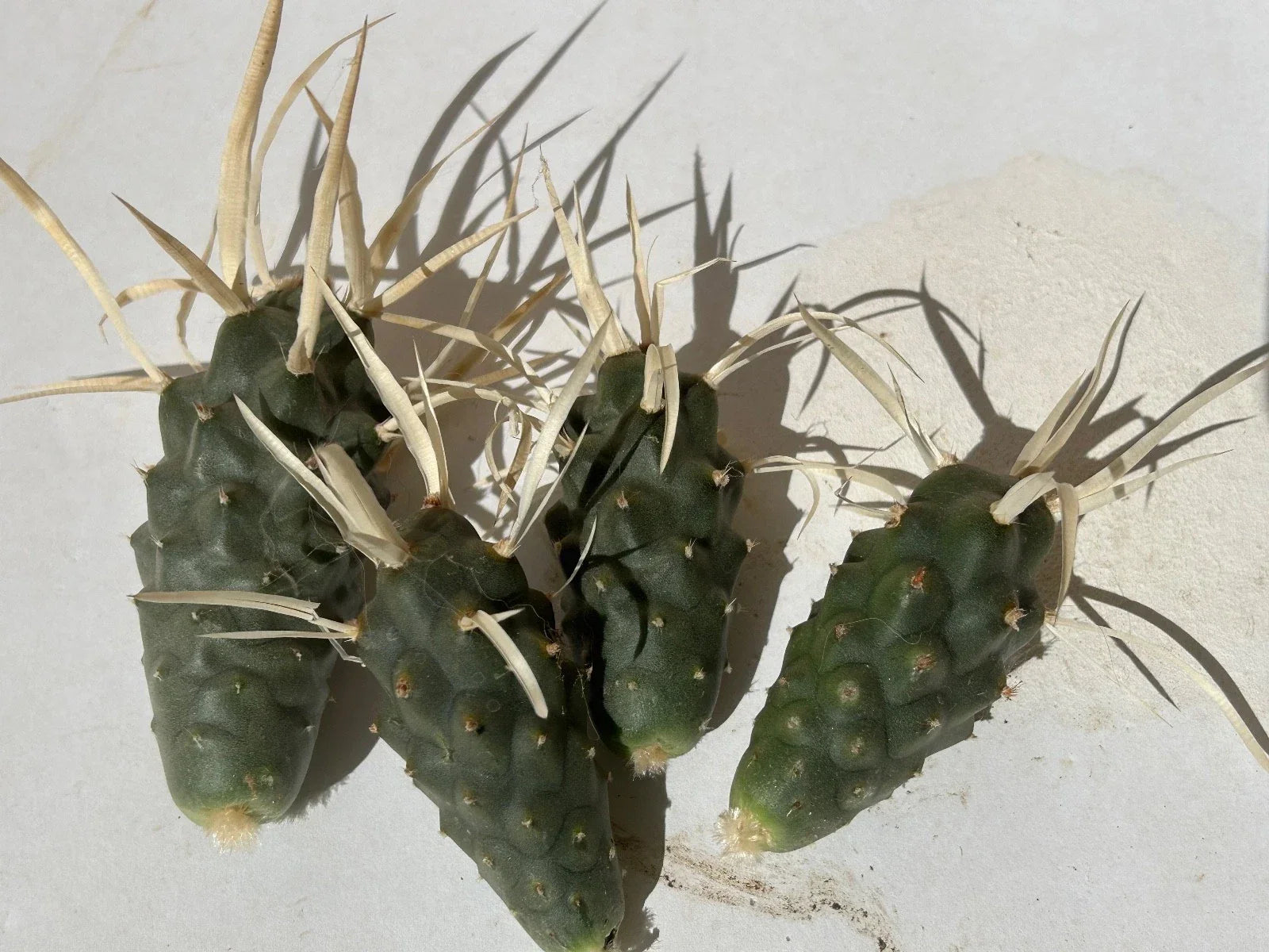 Paper Spine Cactus Cuttings - 4 Pieces - Tephrocactus articulatus v. papyracanthus - Unique Succulent Plant Decor