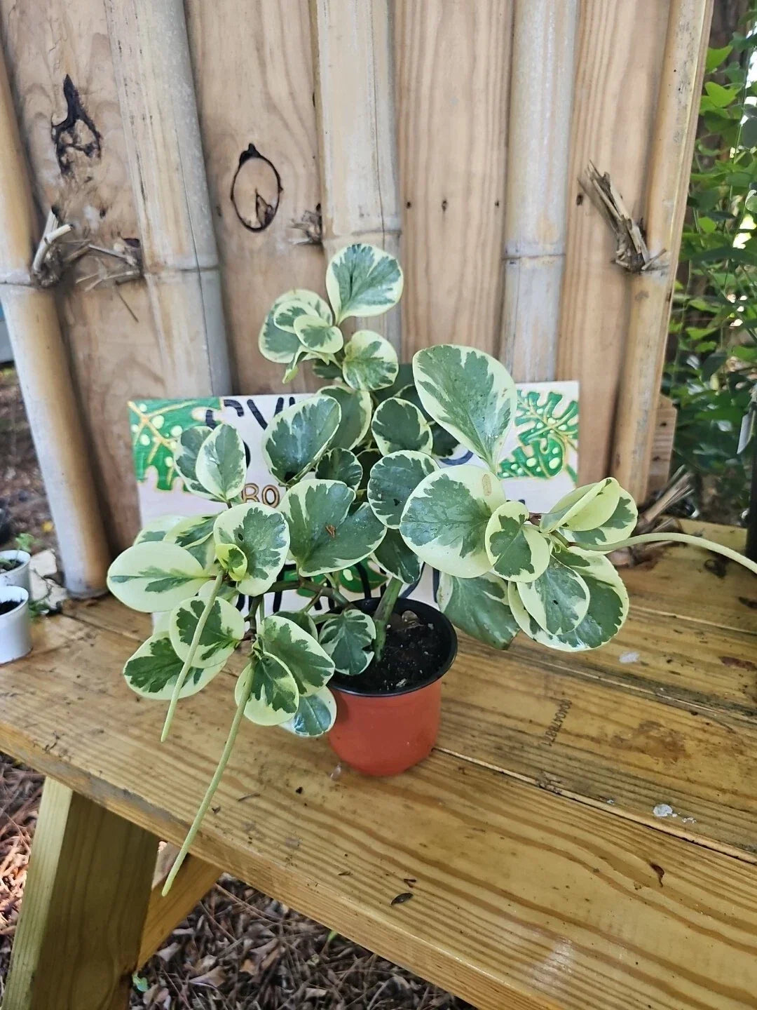 XL Variegated Peperomia Plant 4" Marble Rubber Spoonleaf Green & White Peperomia obtusifolia 'Marble' - Indoor Houseplant