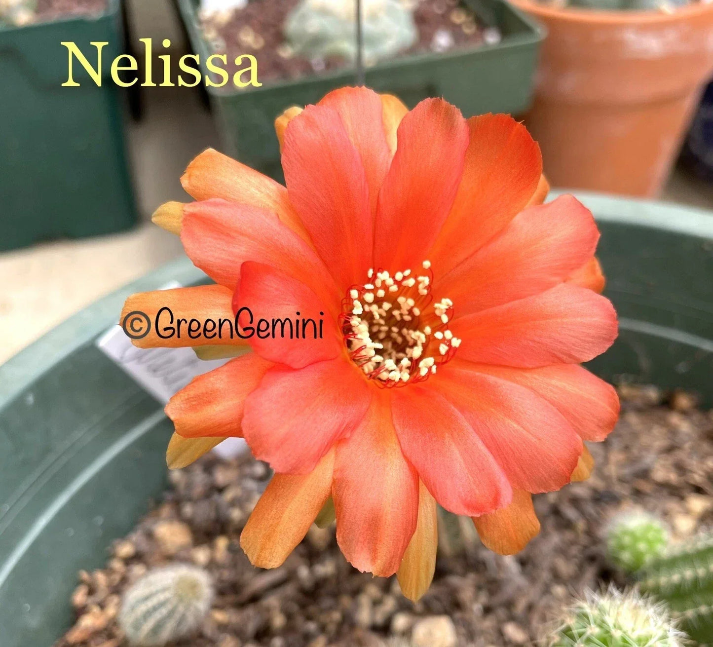 Rooted Peanut Cactus Plant - Rare NELISSA Chamaecereus Lobivia Hybrid - Unique European Variety for Indoor/Outdoor Gardening