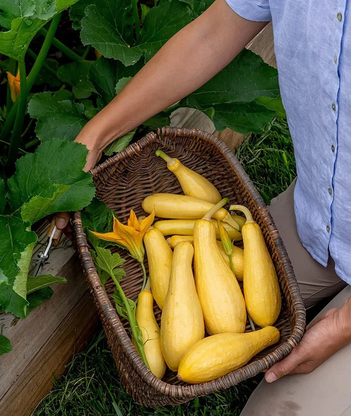 Saffron Summer Squash Seeds - Grandprize Variety (10 Seeds) - Heirloom Cucurbita pepo for Planting