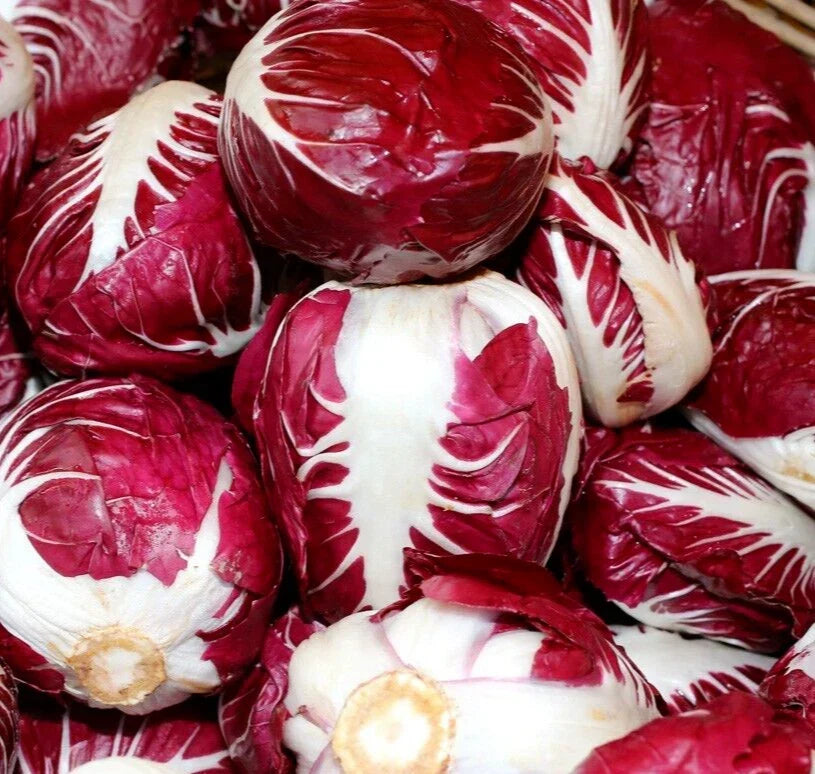 Radicchio Seeds 500+ Heirloom Rouge de Verona Cichorium intybus Non-GMO Vegetable for Gardens and Containers