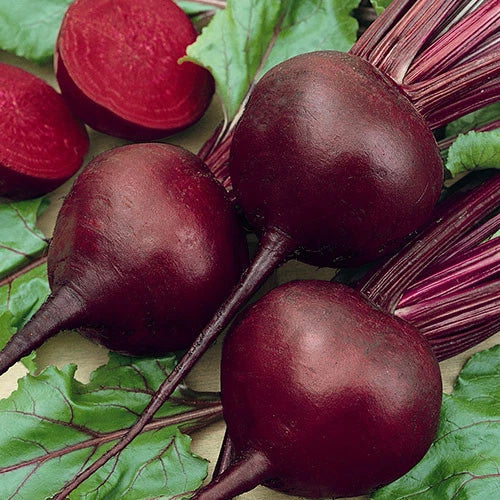 Beet Seeds - Detroit Dark Red - Non-GMO Heirloom - Beta vulgaris - 200 Seeds for Planting