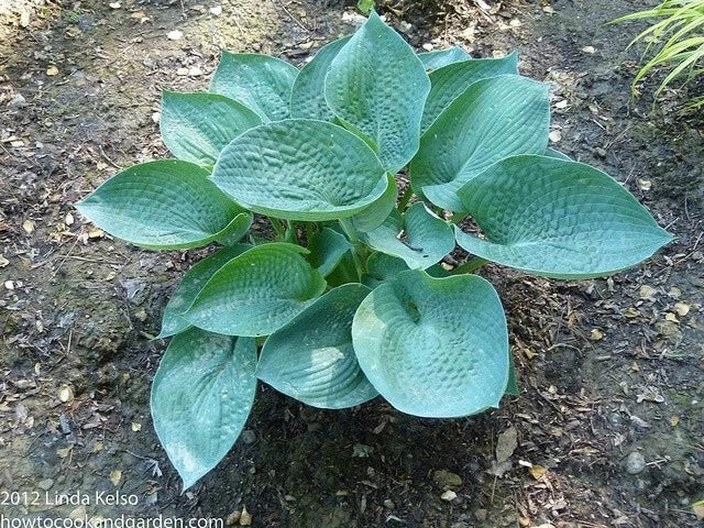 Abiqua Drinking Gourd Hosta Plant 4" Pot Blue-Green Leaves Hosta 'Abiqua Drinking Gourd' Shade Perennial Low Maintenance