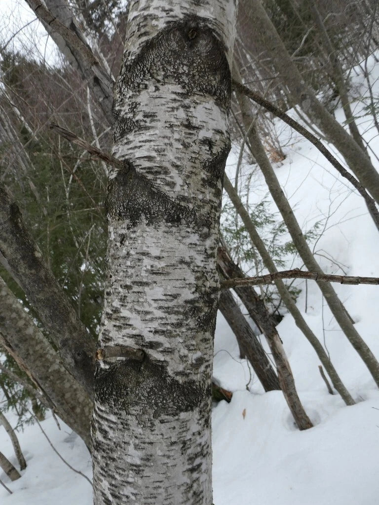 Gray Birch Tree Seeds - Betula populifolia - Hardy Native Tree with Attractive Bark for Landscaping