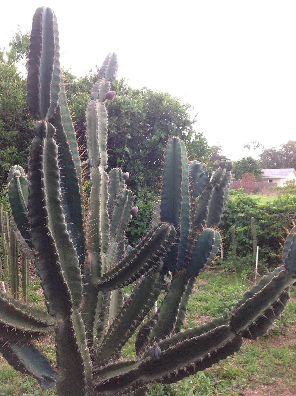 Cereus Peruvianus Repandus Seeds - 20 Peruvian Apple Cactus Seeds for Easy Home Gardening - Low Maintenance Cactus Seeds