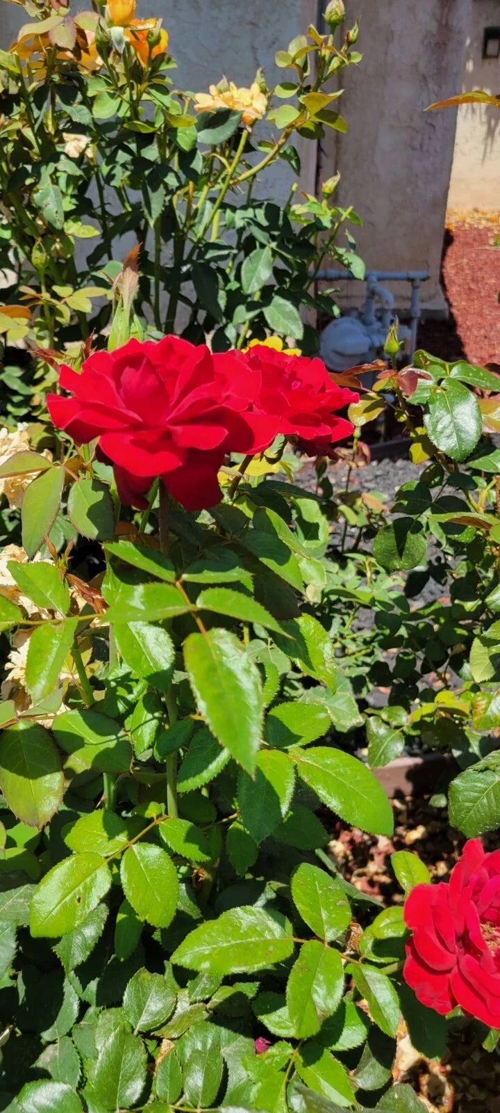 Dark Night Rose Cuttings - 4 Pack - Black Roses - Rosa 'Dark Night' - Compact, Fragrant, Low Maintenance