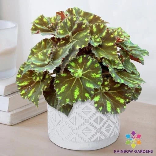 Neon Splash Begonia Seeds - 25+ Pack - Vibrant Begonia rex for Garden Planting - USA Grown