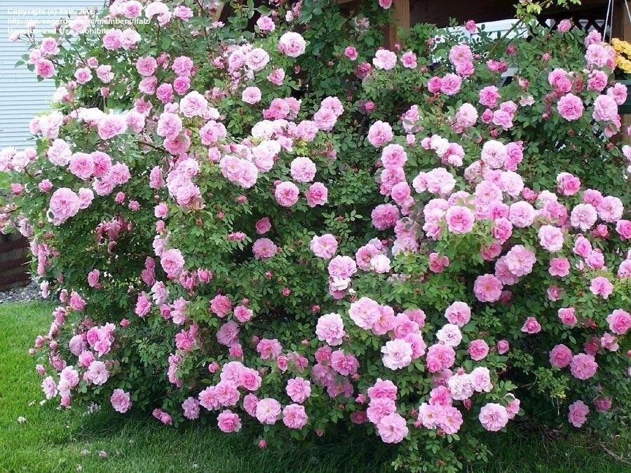 Fragrant Shrub Rose Cuttings - 3 Pieces, Nearly Thornless, Rosa 'John Davis', 6-8" Long, Pink Blooms for Easy Gardening