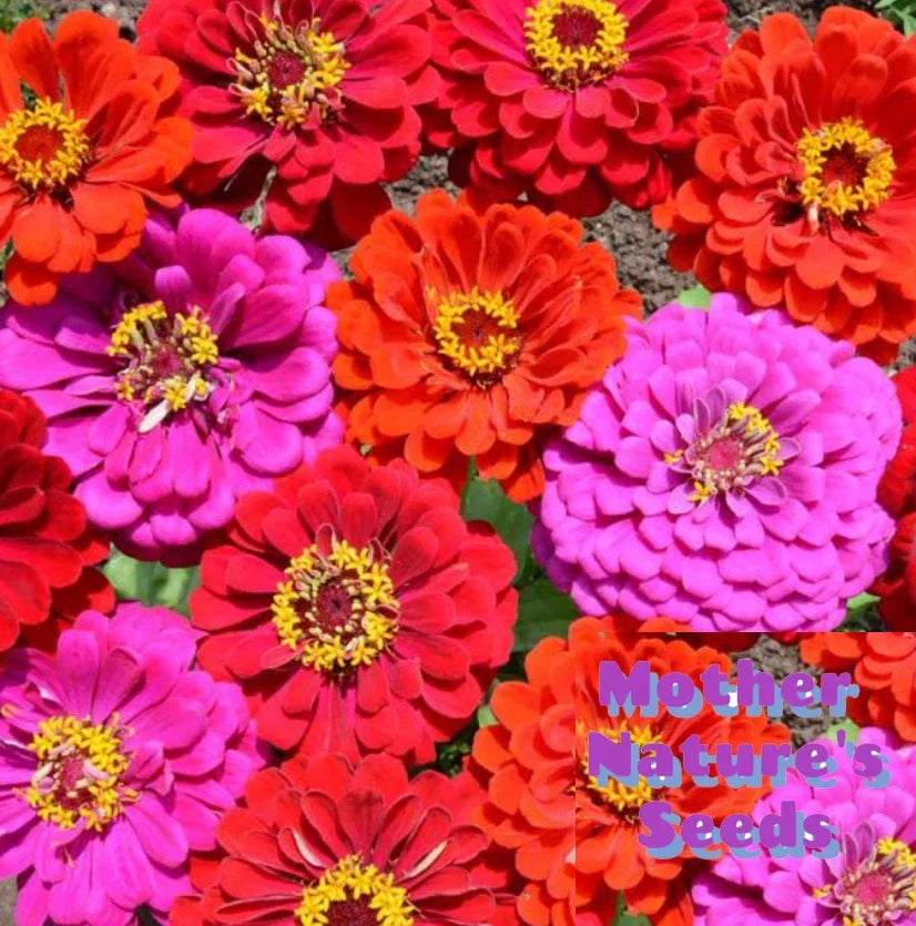 Zinnia Seeds 200 Count Merlot Fiery Red Purple Blooms Zinnia elegans Attracts Hummingbirds Butterflies