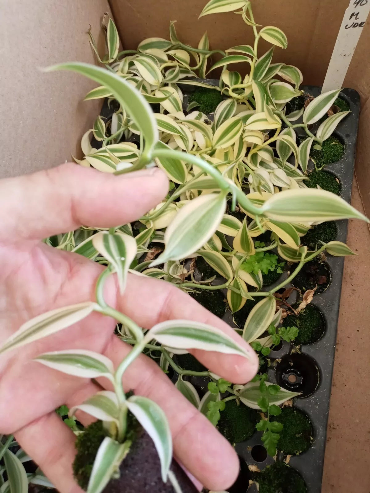 Vanilla Planifolia Live Vine Starter Plant 3-6" Variegated Rare Climbing Vine for Indoor Gardening