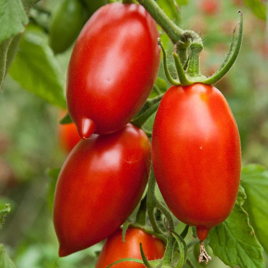 Amish Paste Tomato Seeds - Heirloom Variety for Sauces - Indeterminate Growth - Solanum lycopersicum - 25 Seeds per Packet
