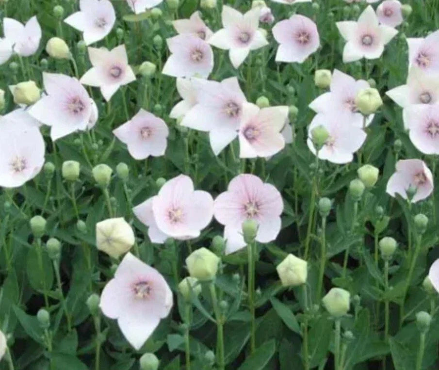 Astra Pink Balloon Flower - Bare Root Perennial Plant - Vibrant Pink Blooms - Platycodon grandiflorus - Full Sun Garden Flower