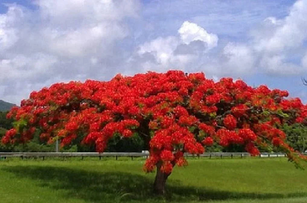 Royal Poinciana Seeds - 20 Count - Delonix regia - Gulmohar - Tropical Flamboyant Flame Tree Seeds for Garden