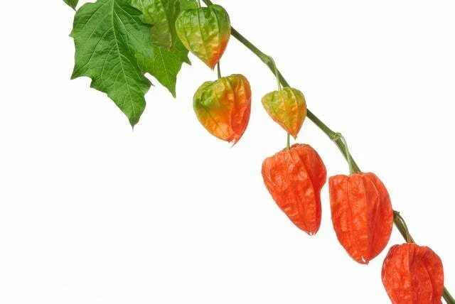 Chinese Lantern Seeds | 100+ Seeds | Vibrant Orange Blooms | Physalis alkekengi | Perennial Garden Plant