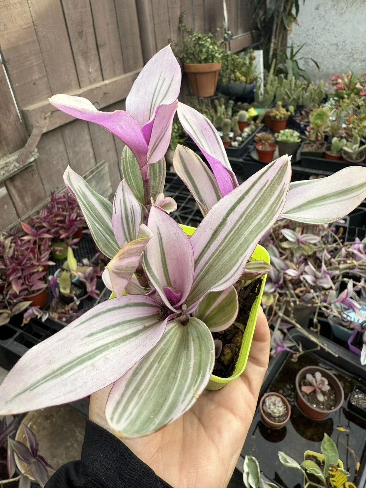 Trandescantia Nanouk Plant - 6 Inch Bubble Gum Variety - Colorful Easy Care Indoor Houseplant - Trandescantia albiflora 'Nanouk'