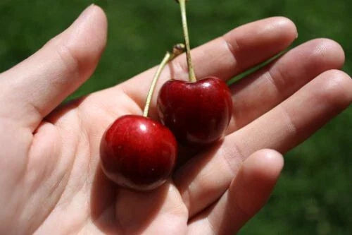 Stella Cherry Seeds - 10+ Pack for Gardening - Prunus avium 'Stella' - Sweet Cherry Variety for Home Orchards