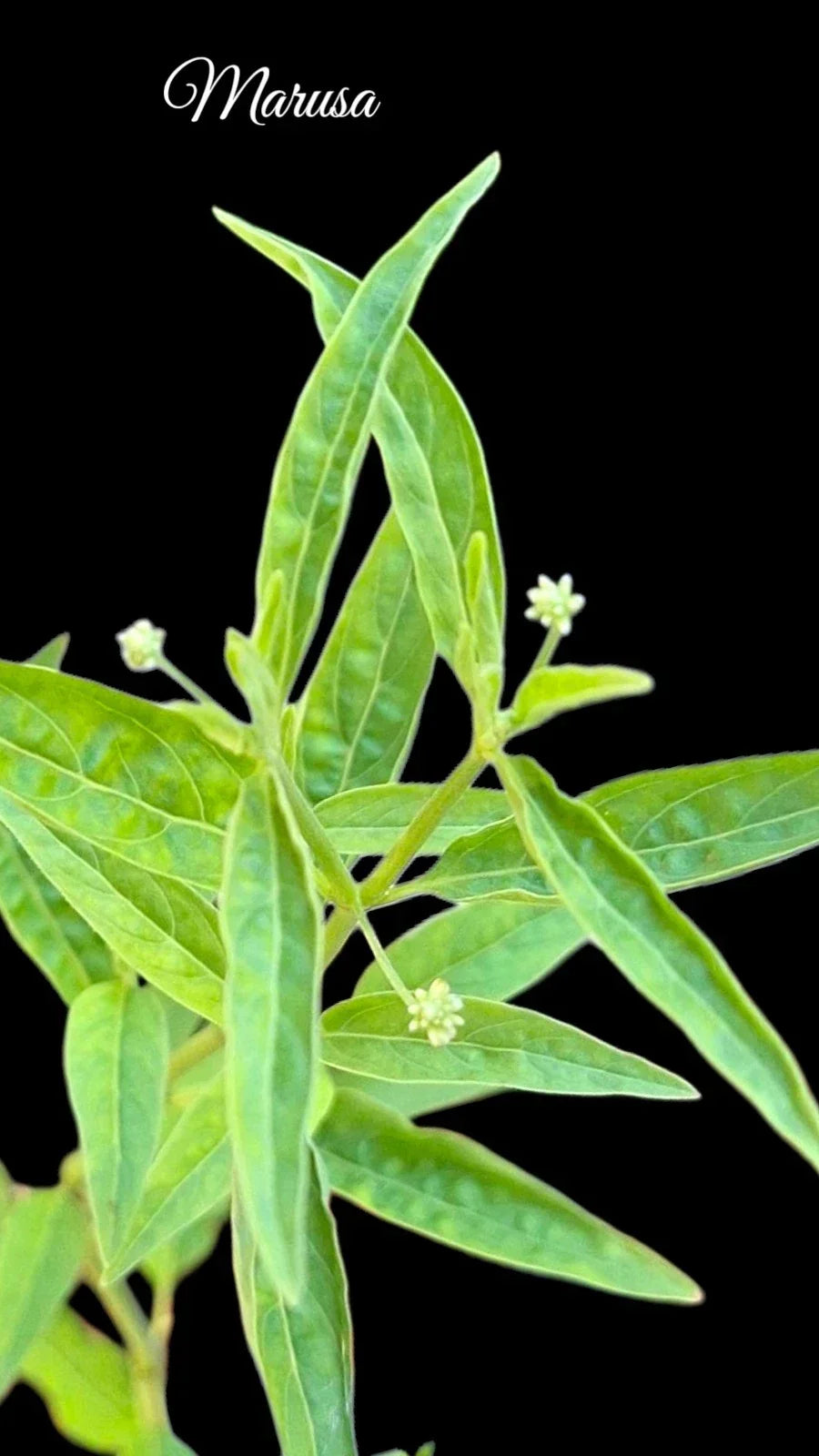 Rare Marusa Plant - Live 4-Inch Amazonian Master Plant - Pfaffia iresinoides - Unique Tropical Variety for Garden Enthusiasts