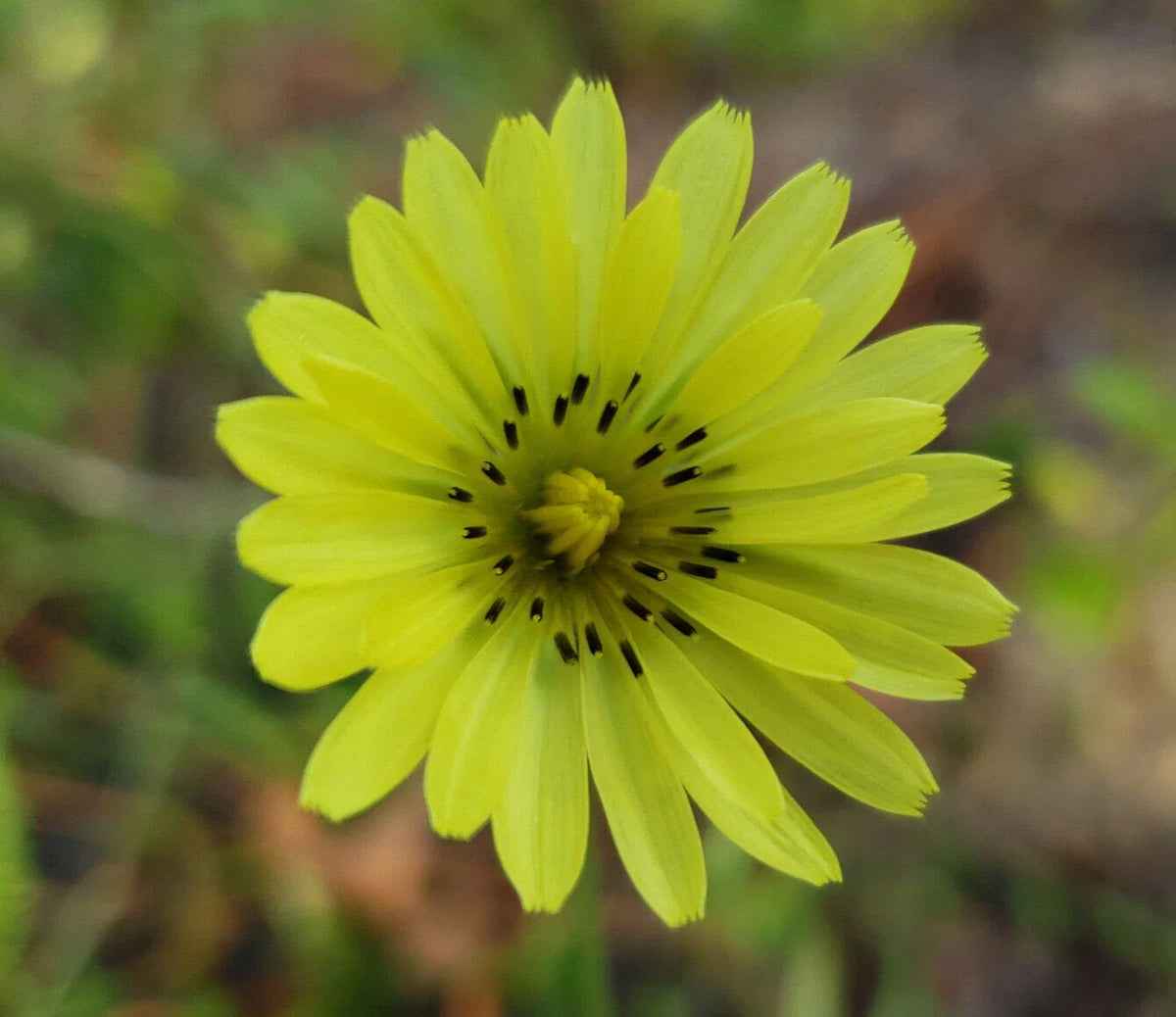 Carolina Desert Chicory Seeds | 25 Seeds | Yellow Flowers | Pyrrhopappus Carolinianus | Florida Native Wildflower