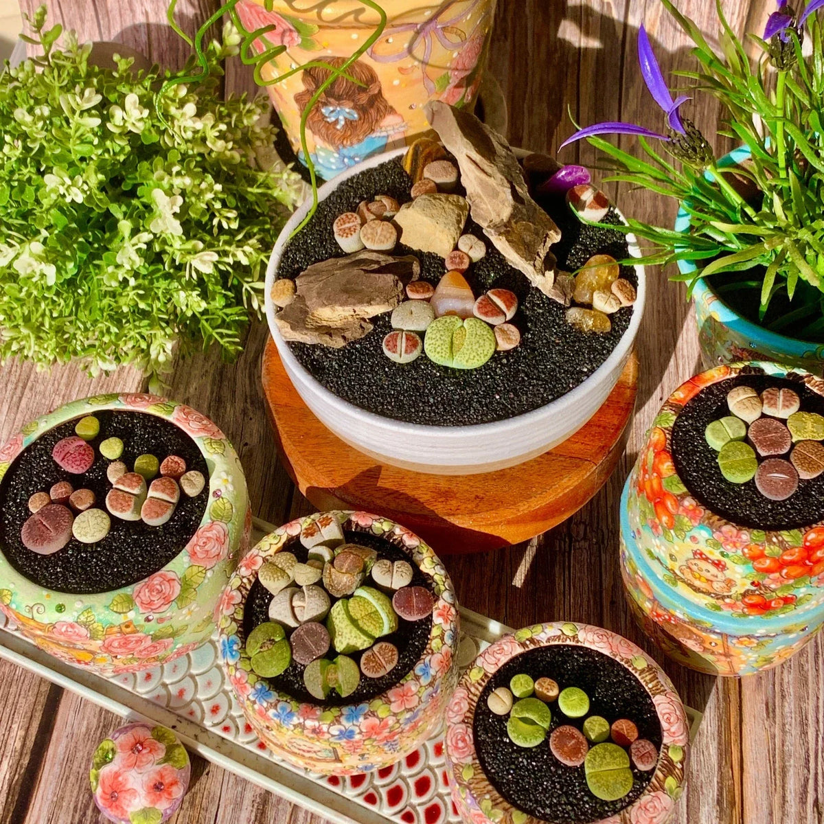 Lithops Live Succulent 10 Pills | Rare Imported Living Stones | Lithops spp. | Indoor Decor | Low-Maintenance Plant