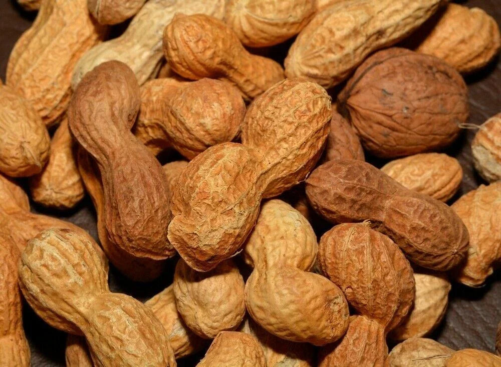 Georgia Peanut Seeds - 15+ Fresh Seeds for Planting - Arachis hypogaea - Ideal for Home Gardens and Vegetable Patches