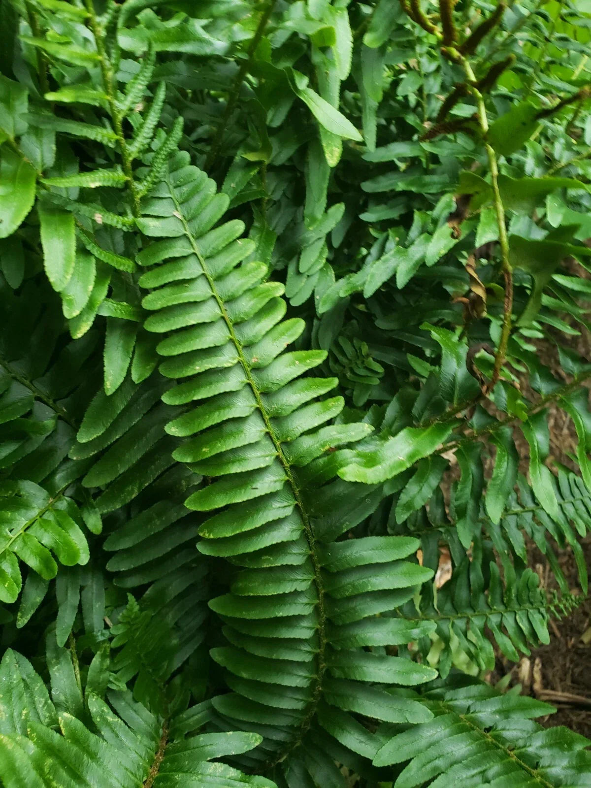 Christmas Fern Plants - 2 Bare Root - Polystichum acrostichoides - Hardy Perennial - Ideal for Shady Gardens