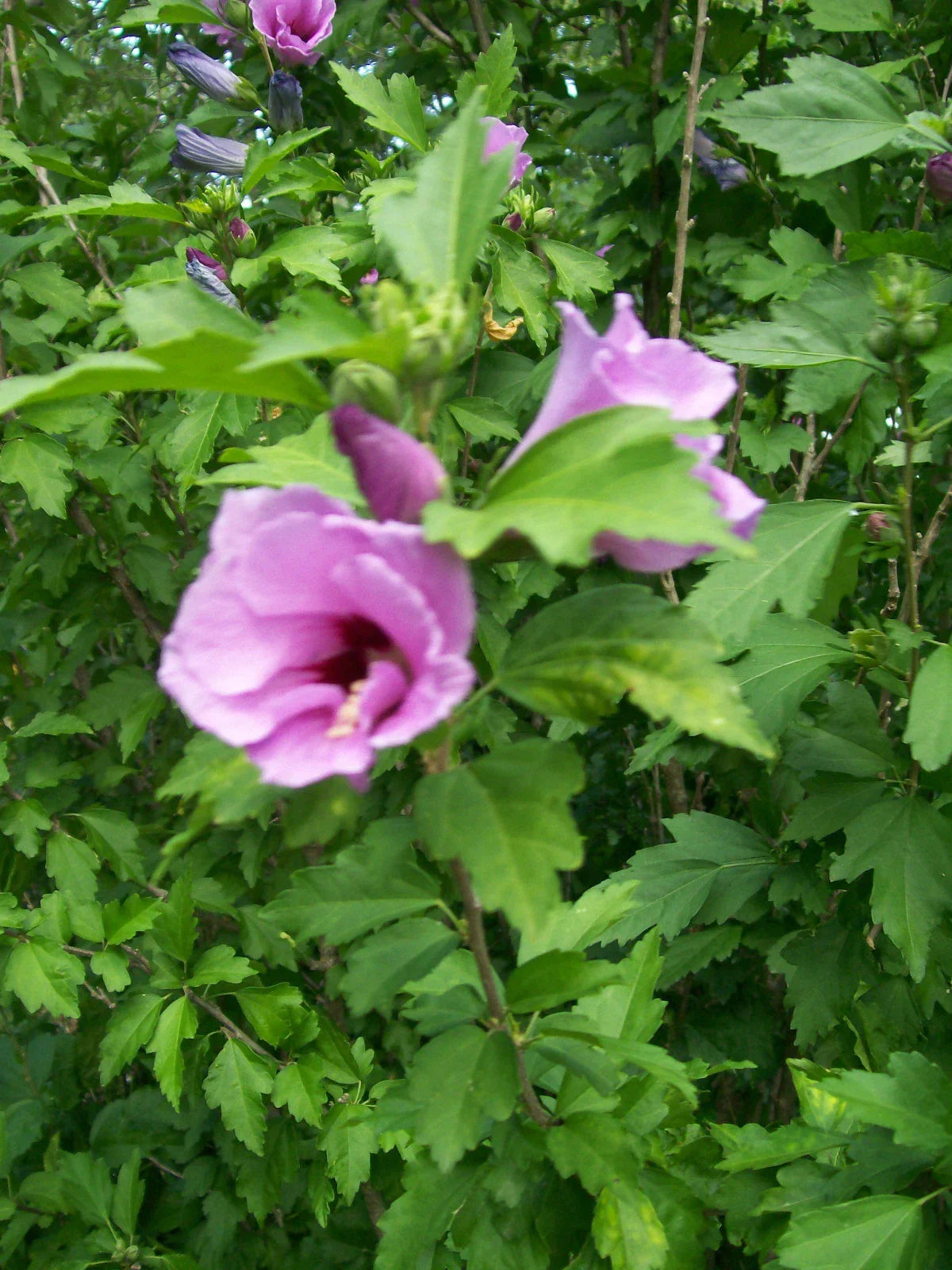 Rose of Sharon Plant 6-12" Mixed Colors Hibiscus syriacus Live Starter Plant for Zones 5-9, Easy Care Outdoor Shrub