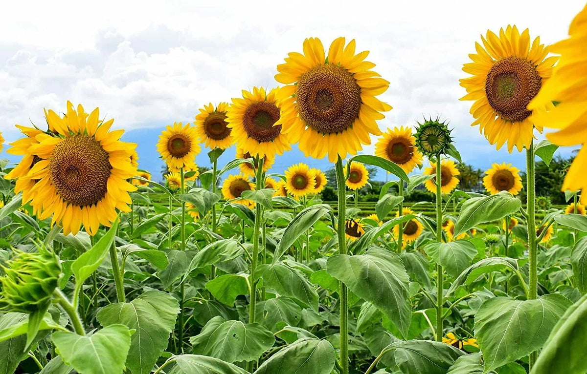 Mammoth Sunflower Seeds 250 Count - Giant Yellow Flowers Helianthus annuus - Vibrant Garden Addition