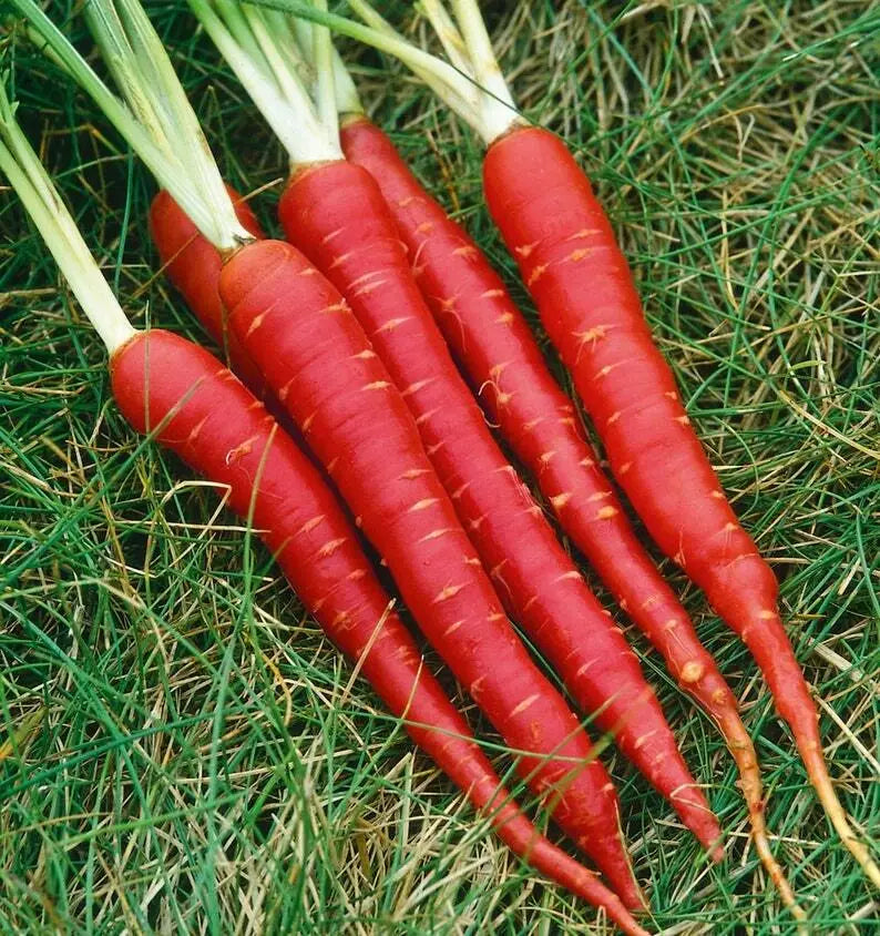 Atomic Red Carrot Seeds - 150+ Non-GMO Vegetable Seeds - Daucus carota - USA Grown, Nutrient-Rich, Vibrant Color