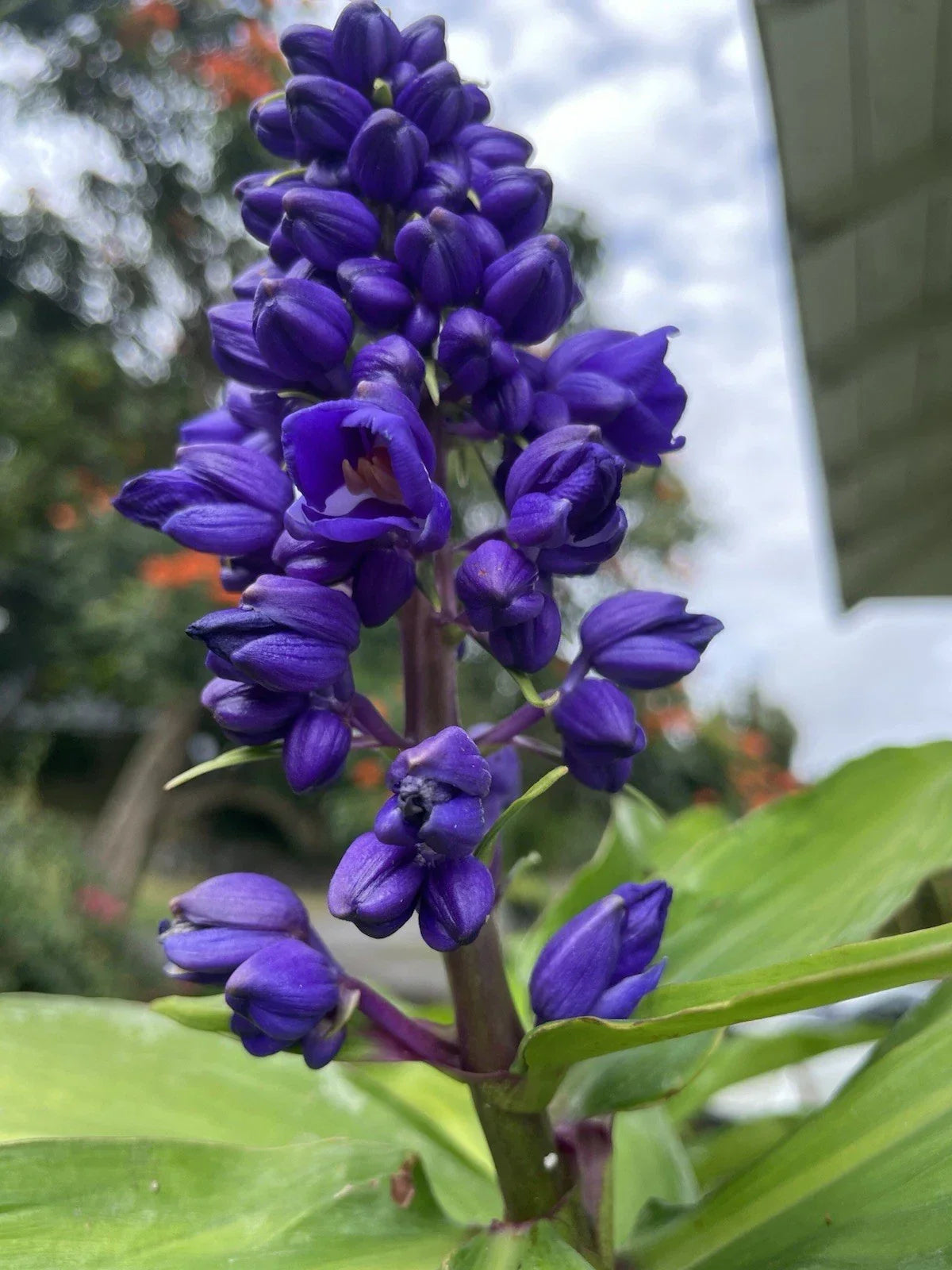 Blue Ginger Plant Cuttings - 3 Count - Dichorisandra thyrsiflora - Hawaii Grown Tropical Cuttings for Propagation