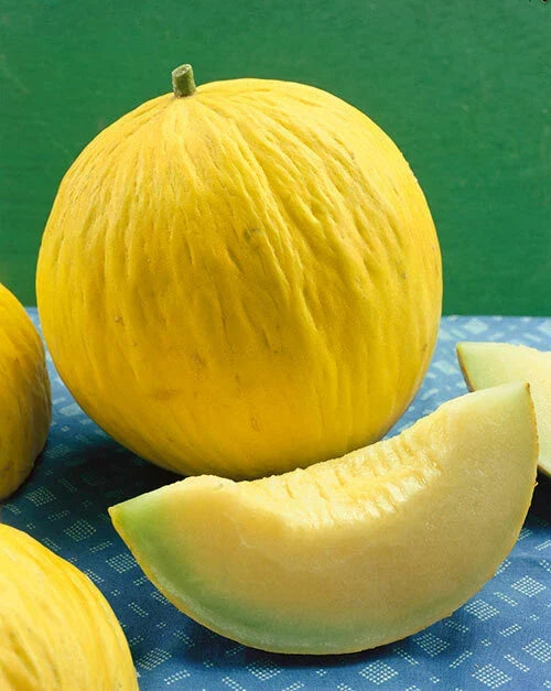 Golden Beauty Casaba Melon Seeds, NON-GMO Muskmelon Packets, Cucumis melo, Sweet Flavor, Free Shipping