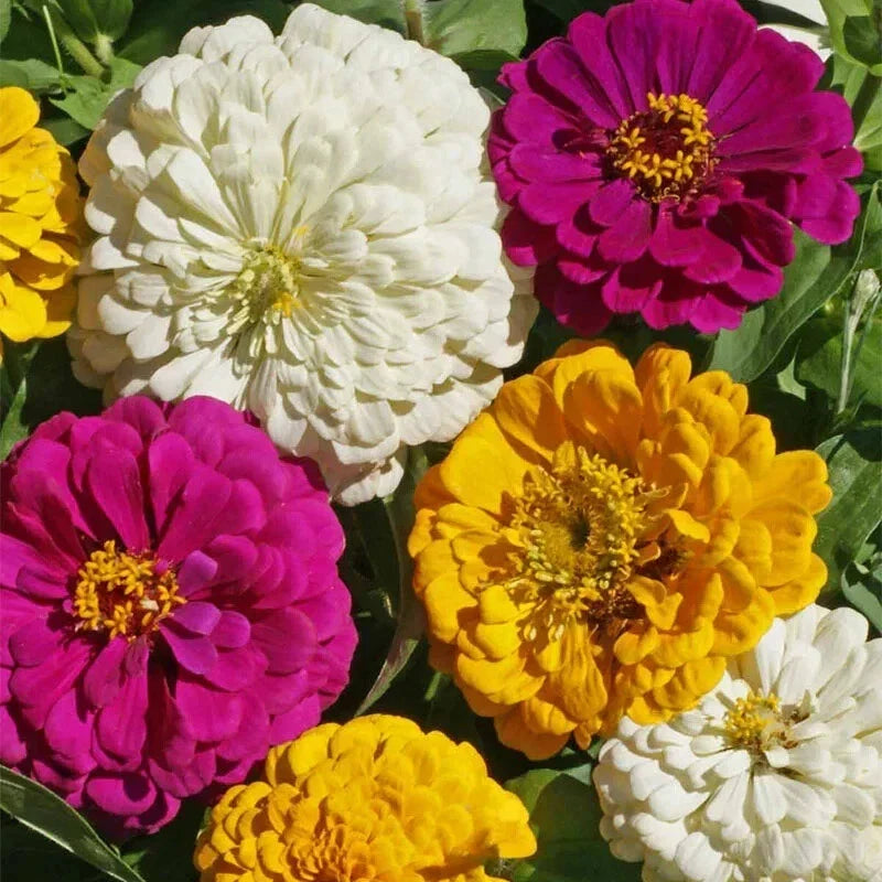 Mardi Gras Zinnia Seeds 100 Pack - Organic Colorful Mix (Zinnia elegans) - USA Grown, Attracts Butterflies, Easy to Grow