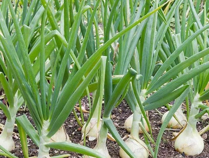 Vidalia Sweet Onion Seeds - 500 Non-GMO Heirloom Seeds - Allium cepa - Treated for Optimal Growth