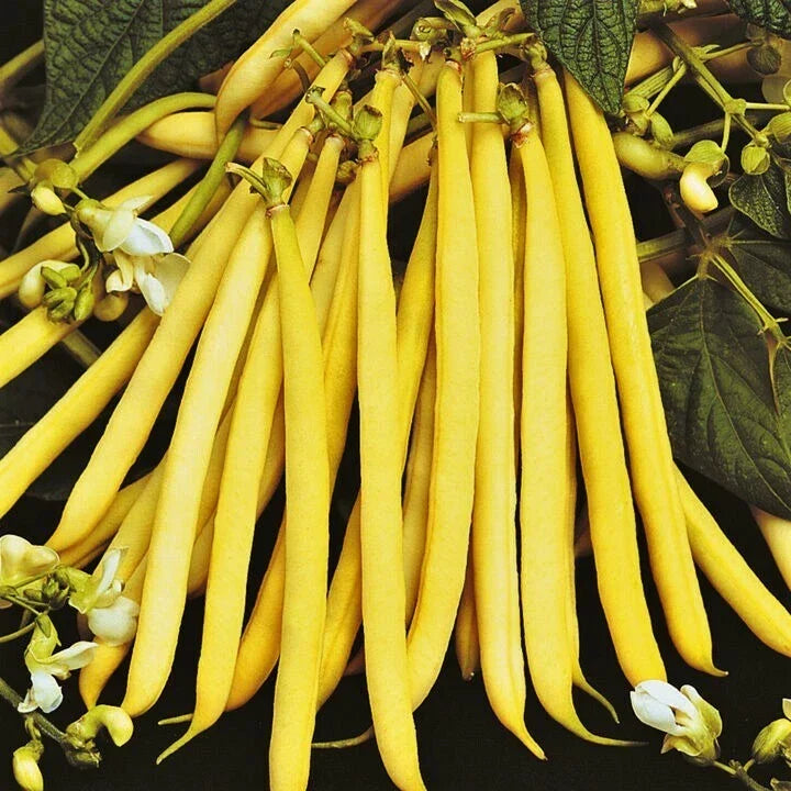 Pencil Pod Yellow Wax Bean Seeds - Heirloom Variety - Phaseolus vulgaris - Non-GMO - Ideal for Home Gardens - 50 Seeds