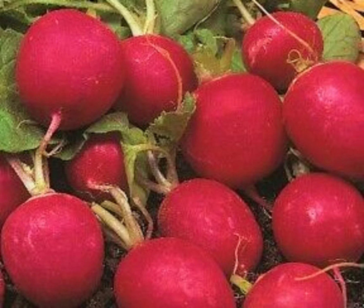 Crimson Radish Seeds - 100+ Non-GMO Seeds for Garden Planting - Raphanus sativus - Quick-Growing Root Vegetable