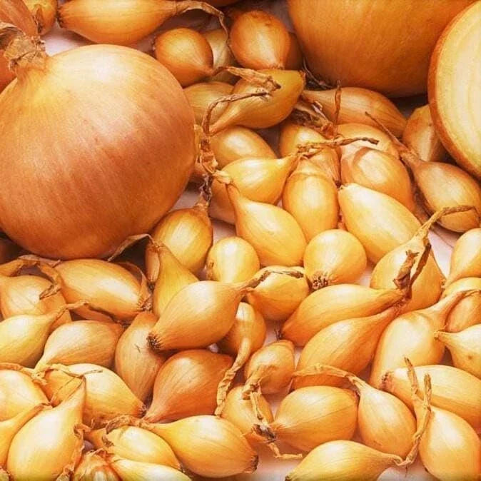 Spanish Globe Onion Sets - Bulb Variety - Allium cepa - Sweet Mild Flavor for Vegetable Garden - Easy to Grow Onion Bulbs
