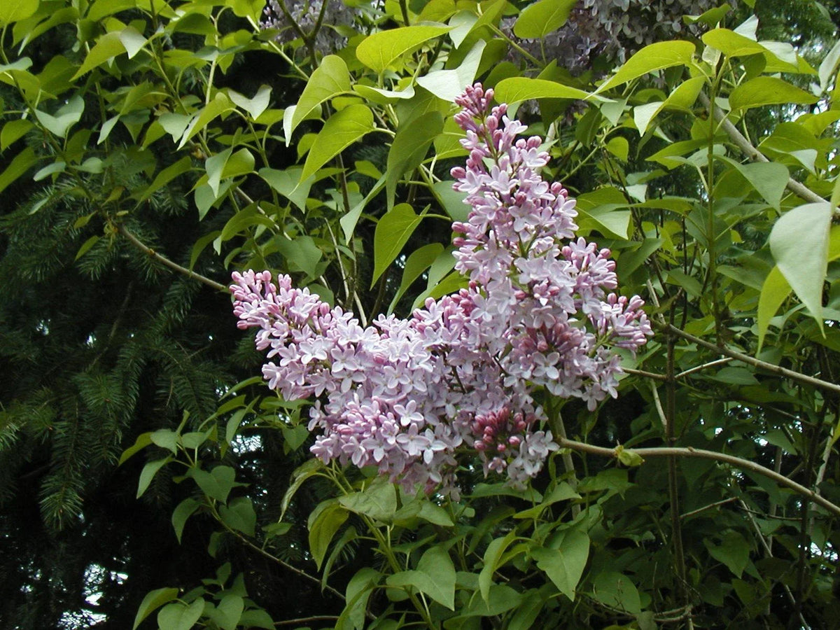 140 Seeds - Old Fashioned Lilac - Purple Blooms - Syringa vulgaris - Heirloom Flower Seeds for Gardens - GroCo