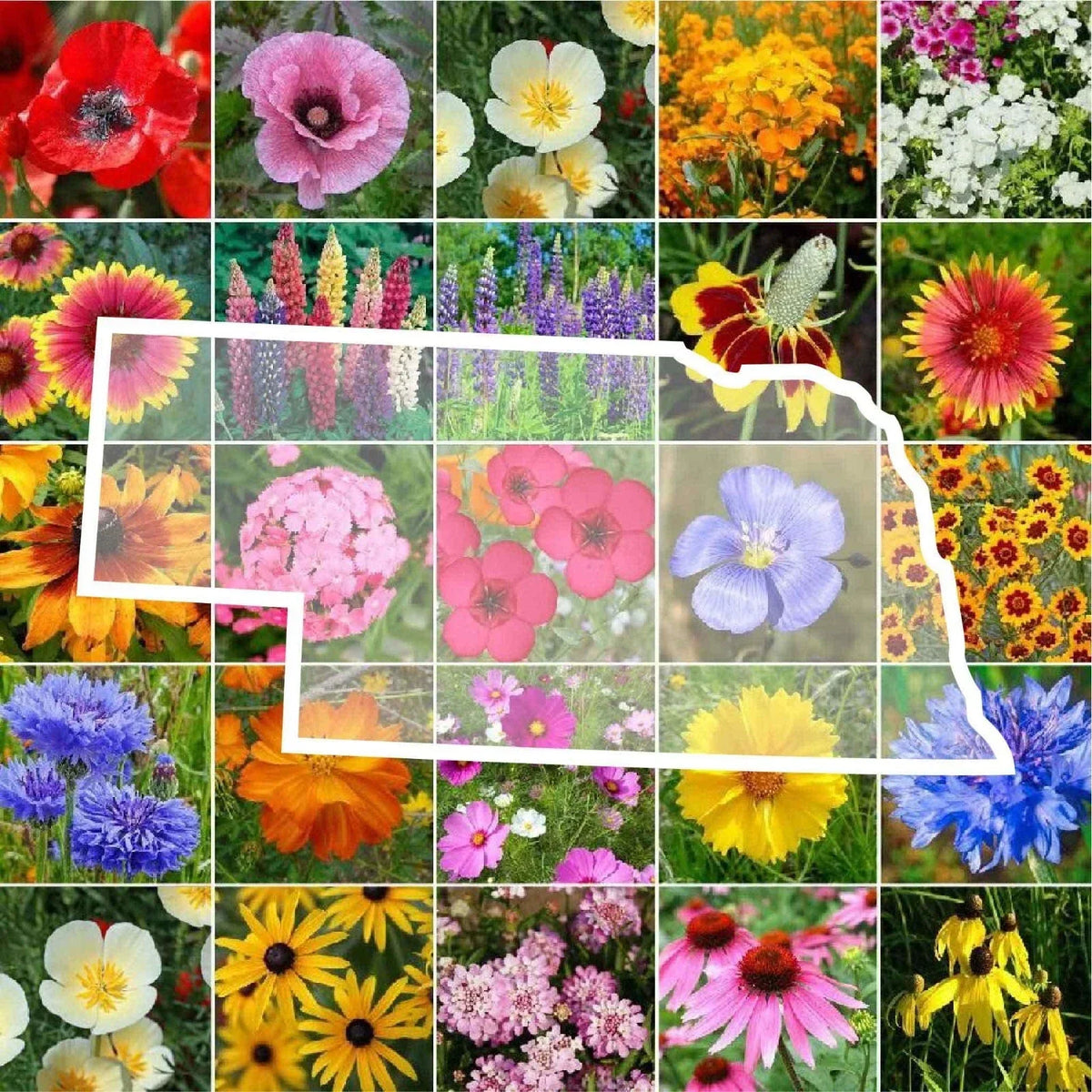 Nebraska Wildflower Seed Mix - 1000 Non-GMO Seeds - Native Pollinator Blend - Various Species