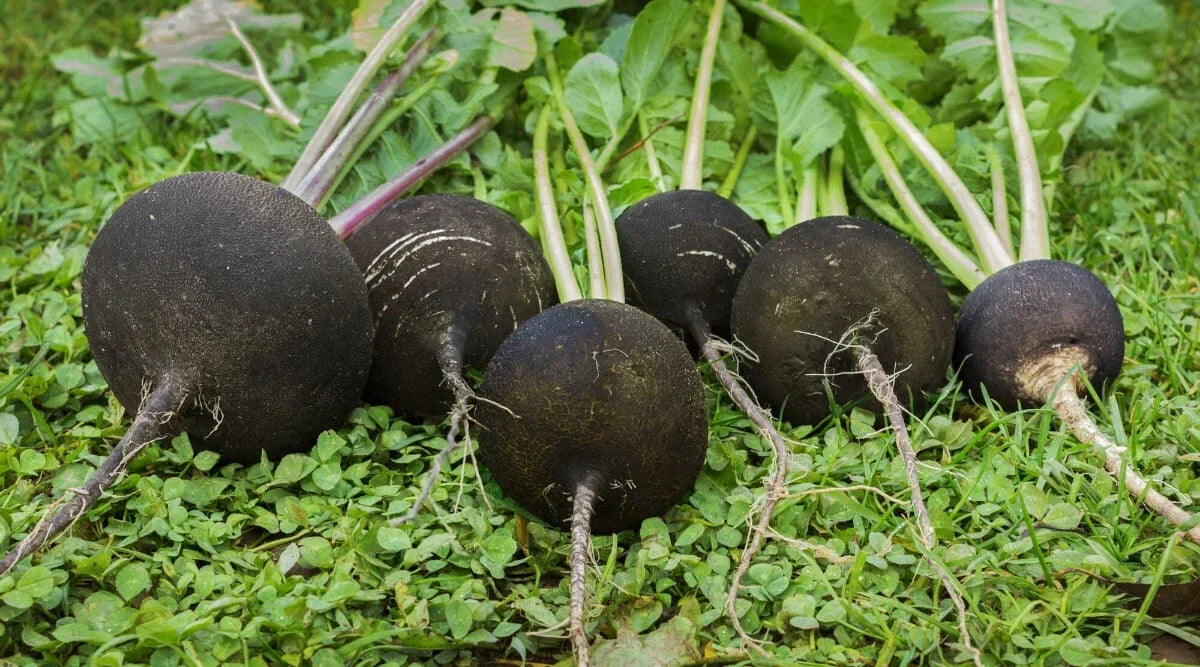 Round Black Spanish Radish Seeds - 500+ Pack - Raphanus sativus - Non-GMO, Fast-Growing, Ideal for Salads and Garnishes