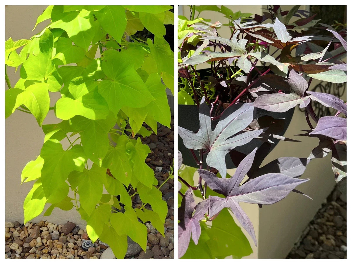 Sweet Potato Cuttings 10 Pack Rooted Chartreuse Blackie Ipomoea batatas - Colorful Foliage for Gardens and Pots