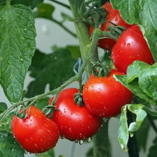Ace 55 Tomato Seeds - Heirloom Non-GMO Variety - 60+ Seeds - Solanum lycopersicum - Sweet Flavor for Home Gardening