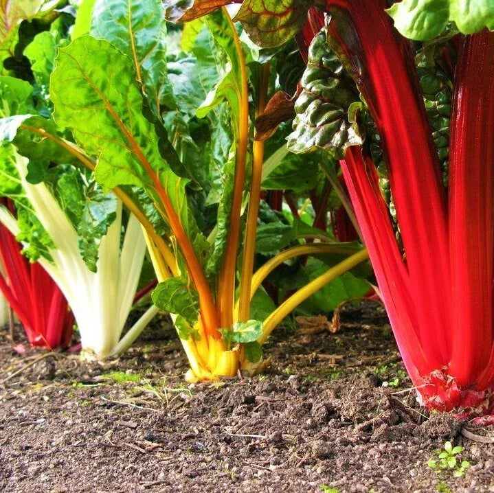 Rainbow Swiss Chard Seeds | Non-GMO Bright Color Silverbeet | Beta vulgaris | 100 Seeds for Nutritious Greens